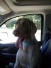 Dillon sitting